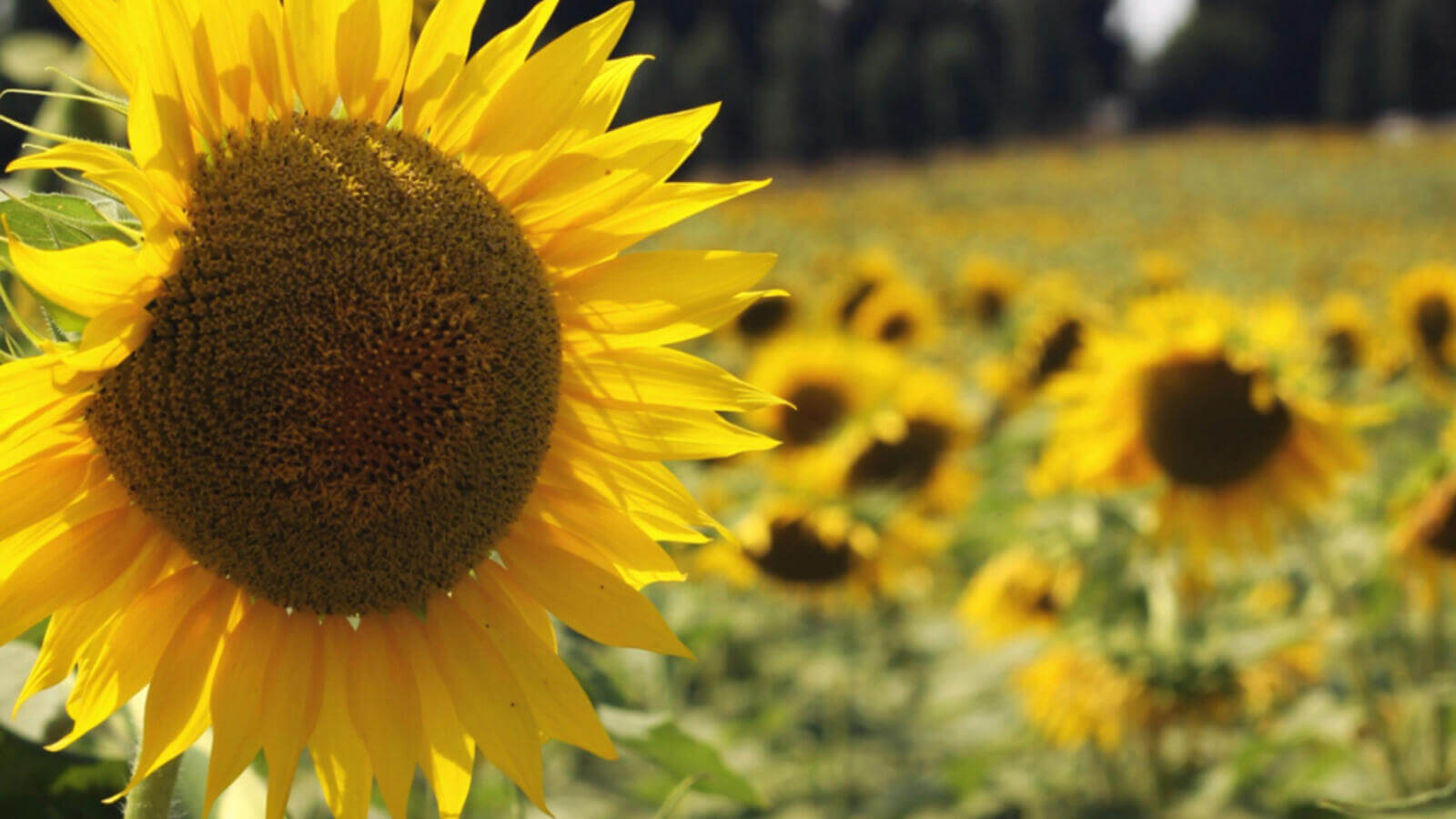 Sunflowers medium horizontal