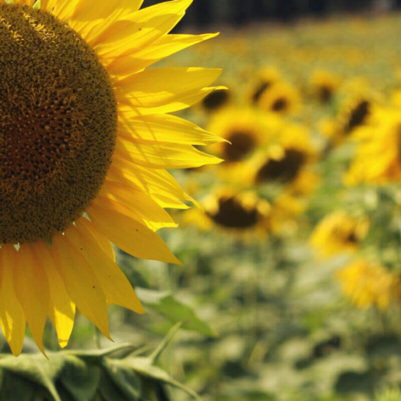 Sunflowers horizontal image