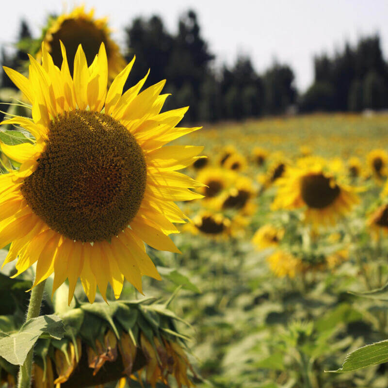 Sunflowers square image